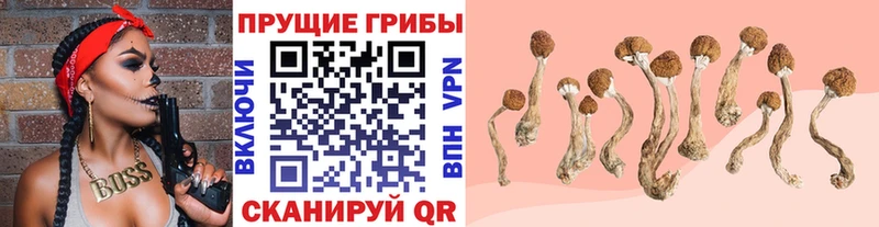 Галлюциногенные грибы Cubensis  Суздаль 